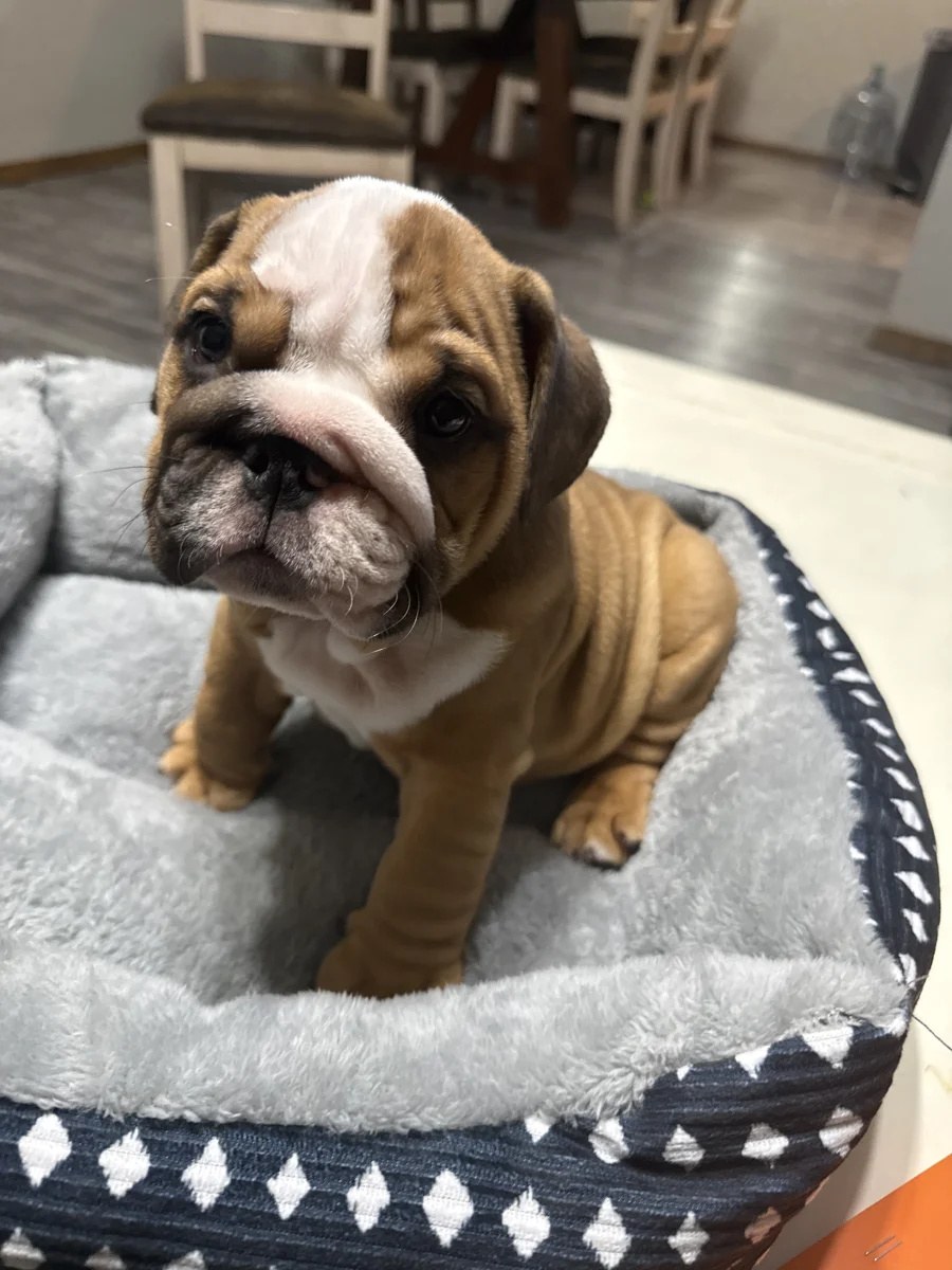 Foto de Gucci con microchip 990000012845795