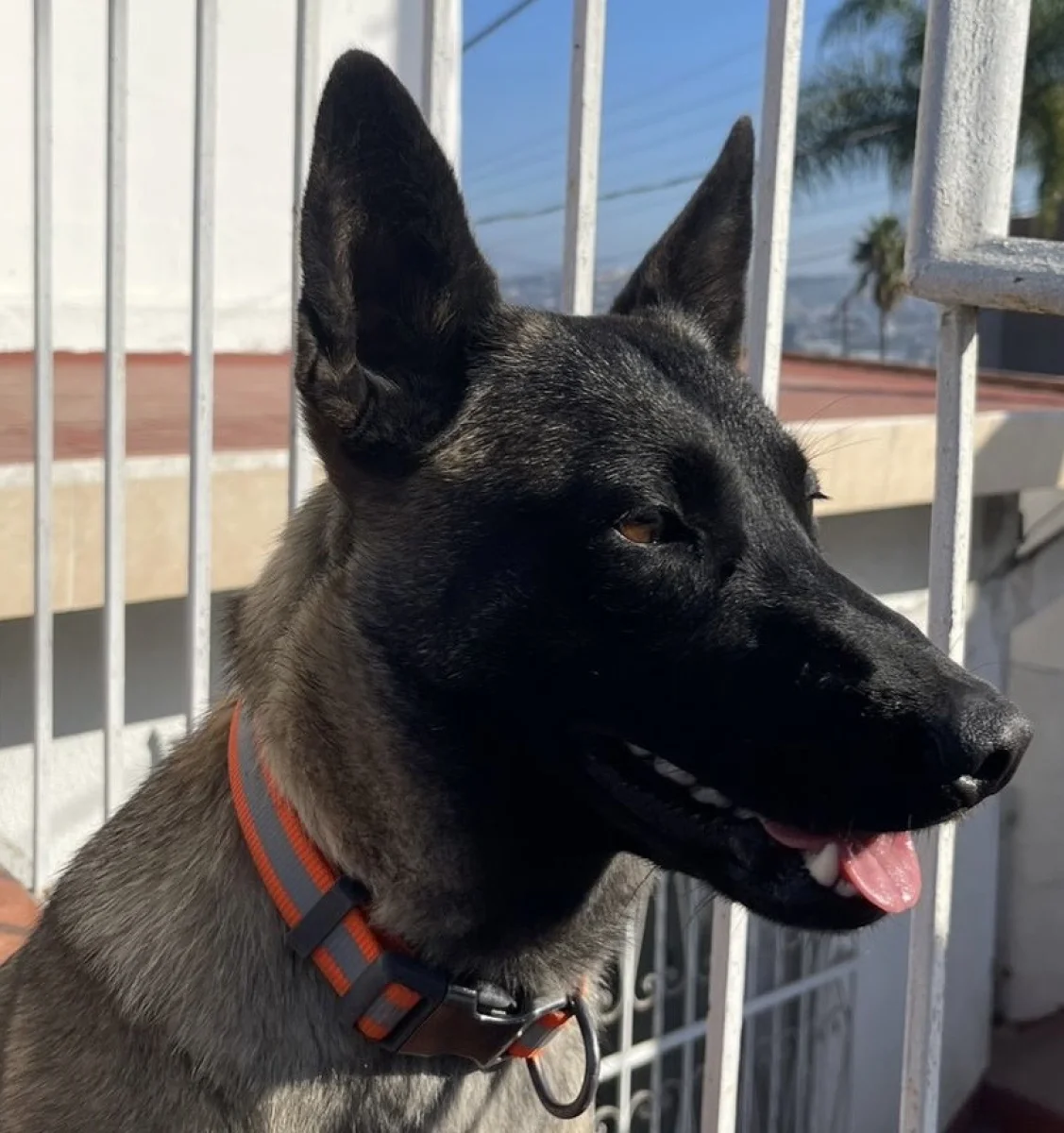 Foto de Kyra Weiss con microchip 990000014540107