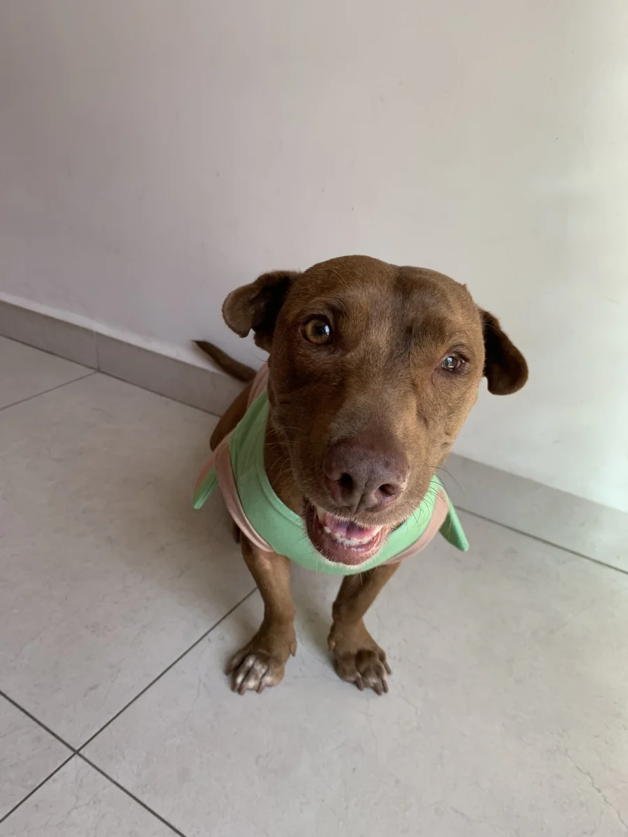 Foto de Cadbury con microchip 990000014782449