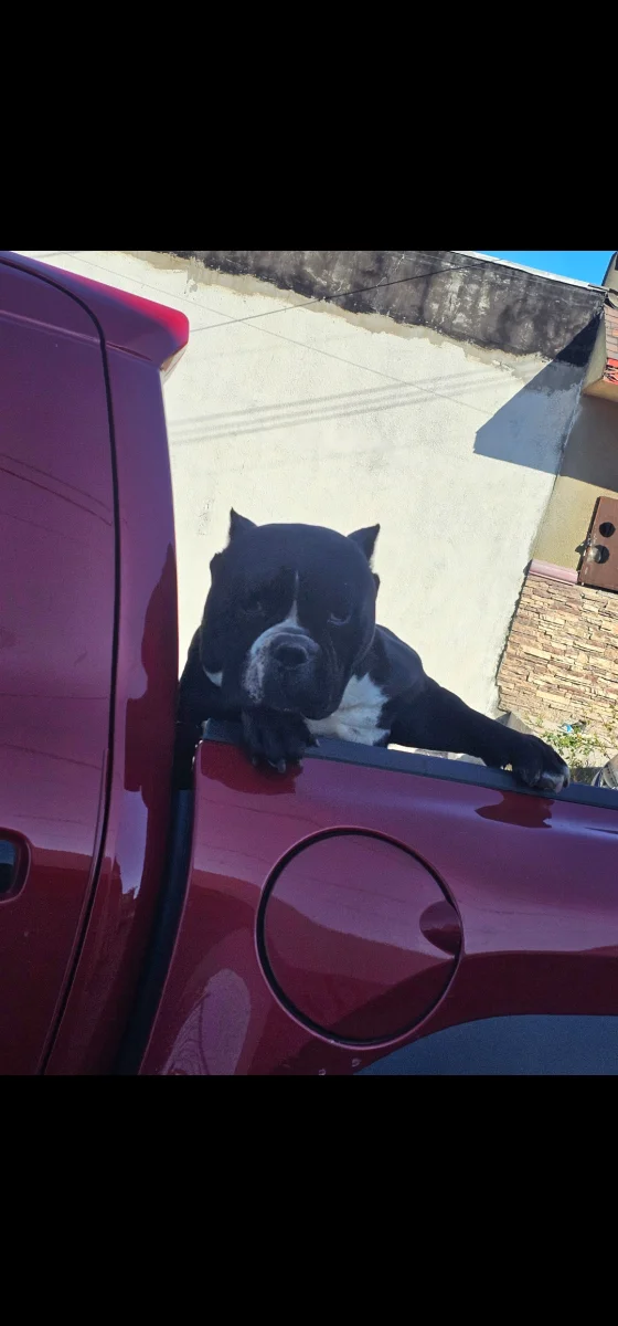 Foto de Trevor con microchip 990000014777714