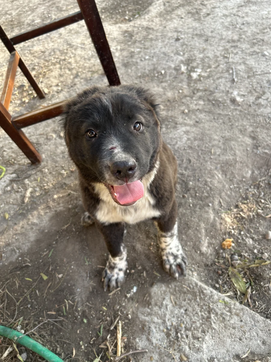 Foto de Zroy con microchip 990000014163080