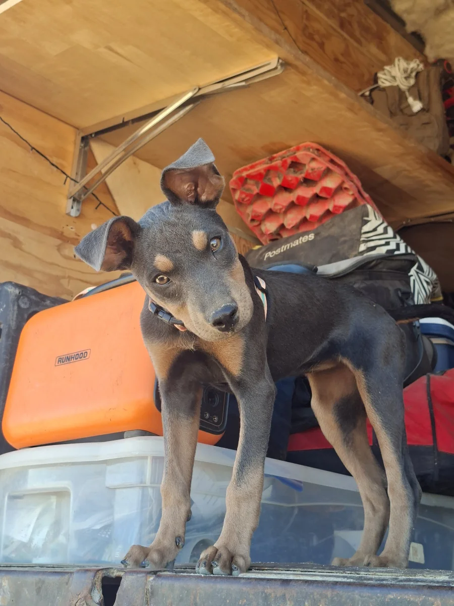 Foto de Mako con microchip 990000012842305