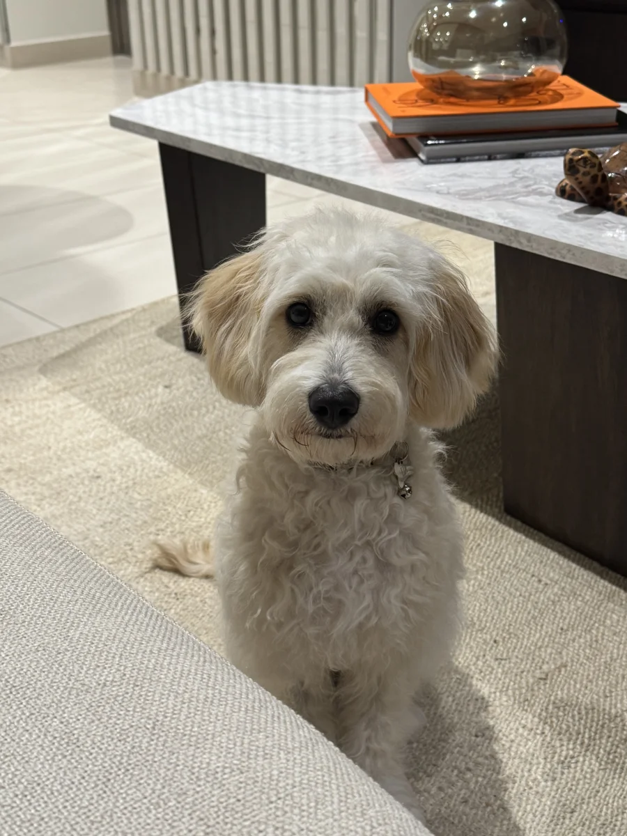 Foto de Lia con microchip 990000014781277