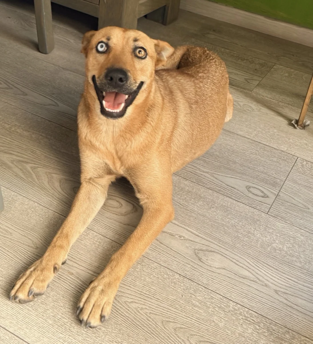 Foto de Toffee con microchip 990000012845661