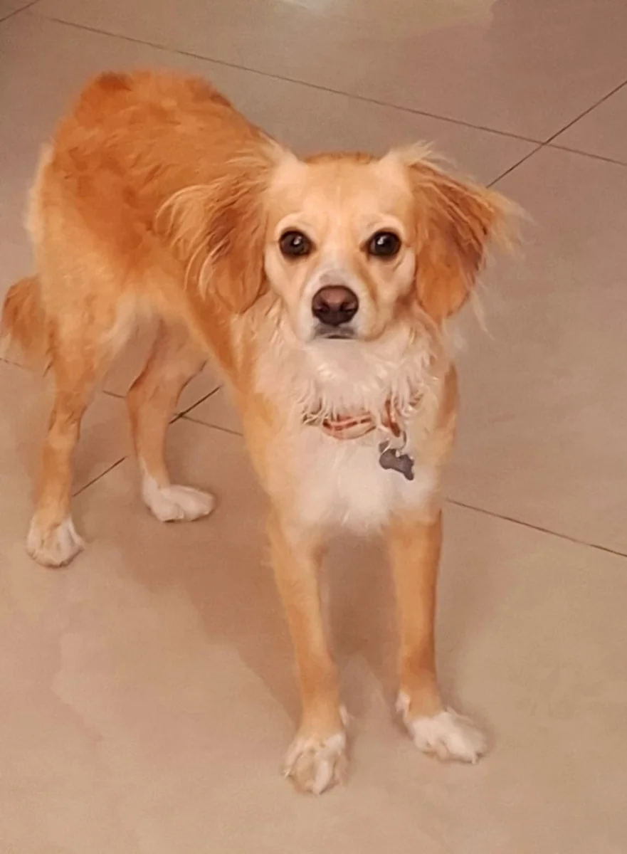 Foto de Alía con microchip 990000014776233