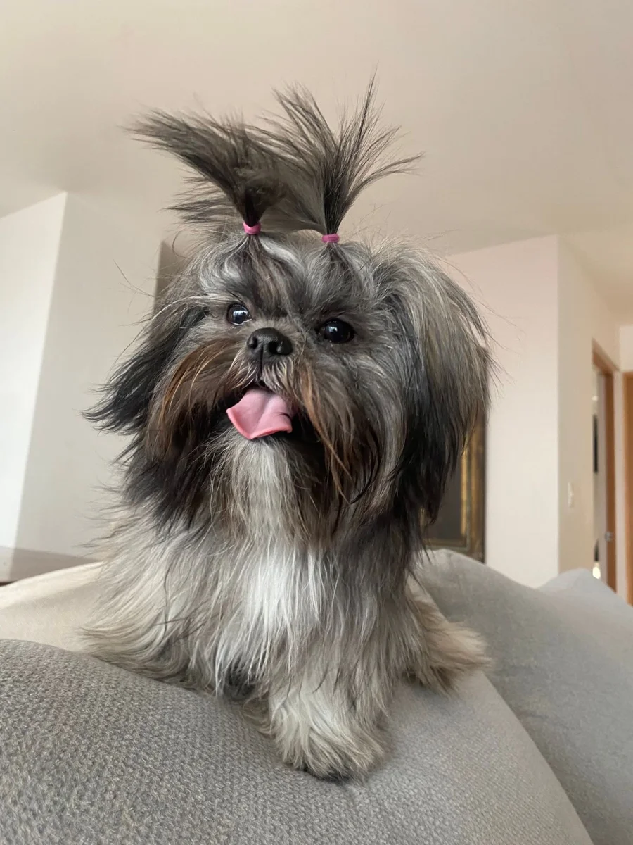 Foto de Kira con microchip 990000012849491