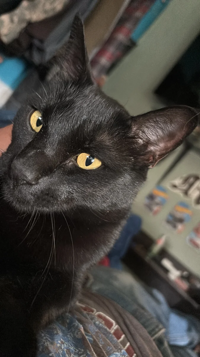 Foto de Simon con microchip 990000012848622