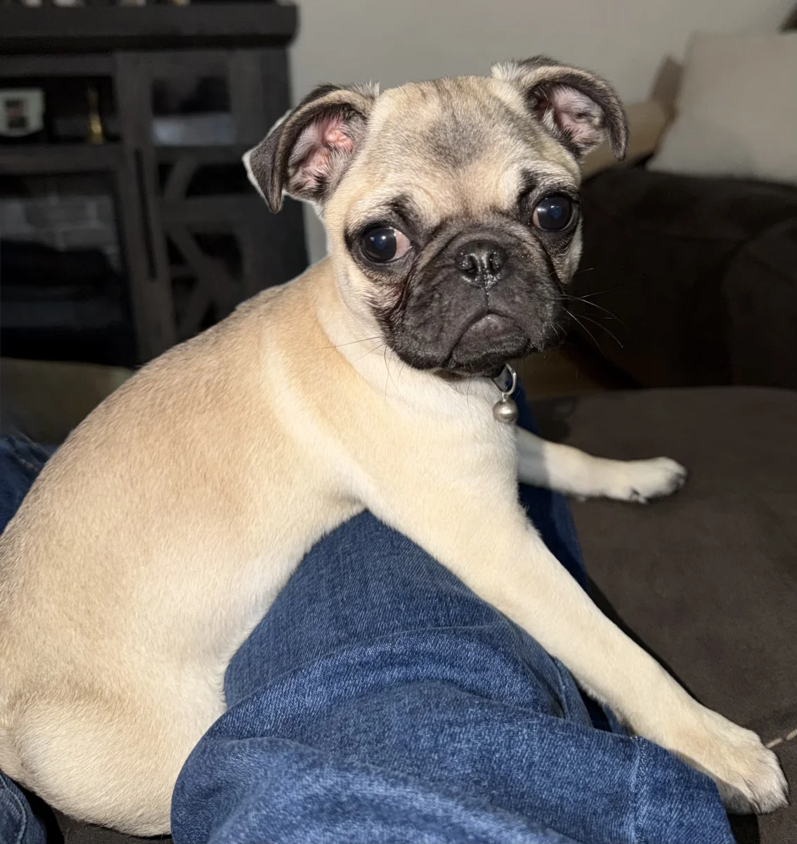 Foto de Flo con microchip 990000014162700