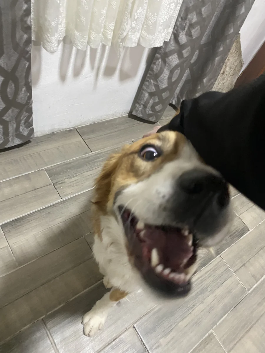 Foto de Roxy con microchip 990000012842294