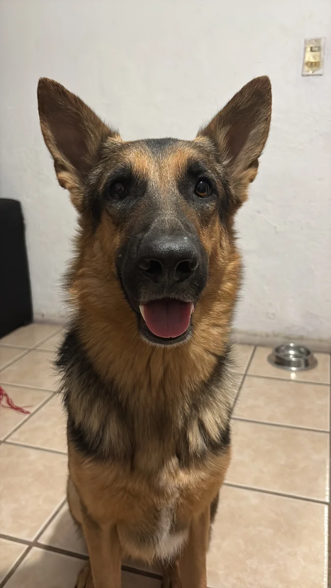 Foto de Angus con microchip 990000012846157