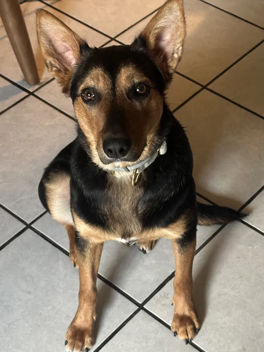 Foto de Bimba con microchip 990000014539608