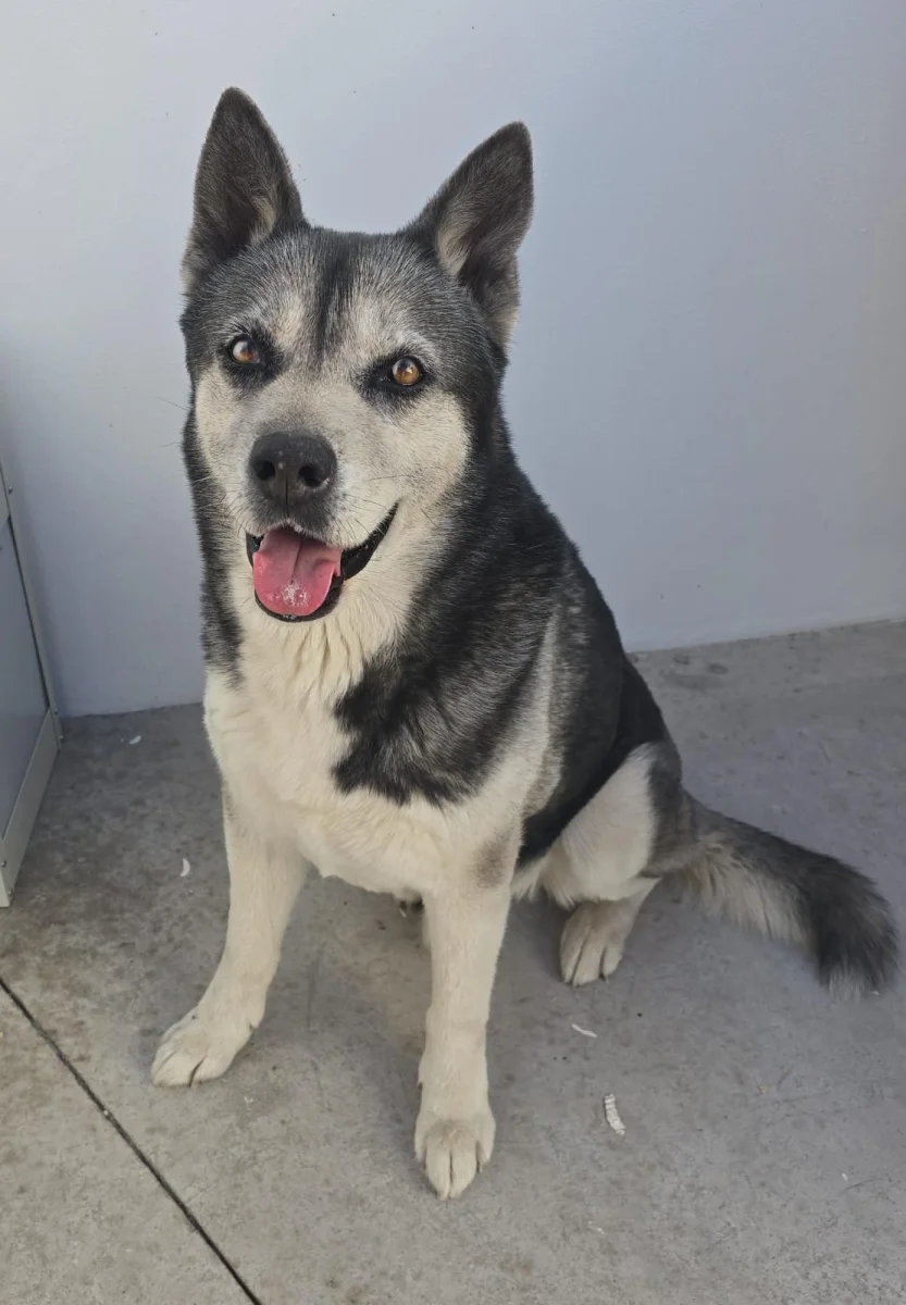 Foto de Eros con microchip 990000014772334