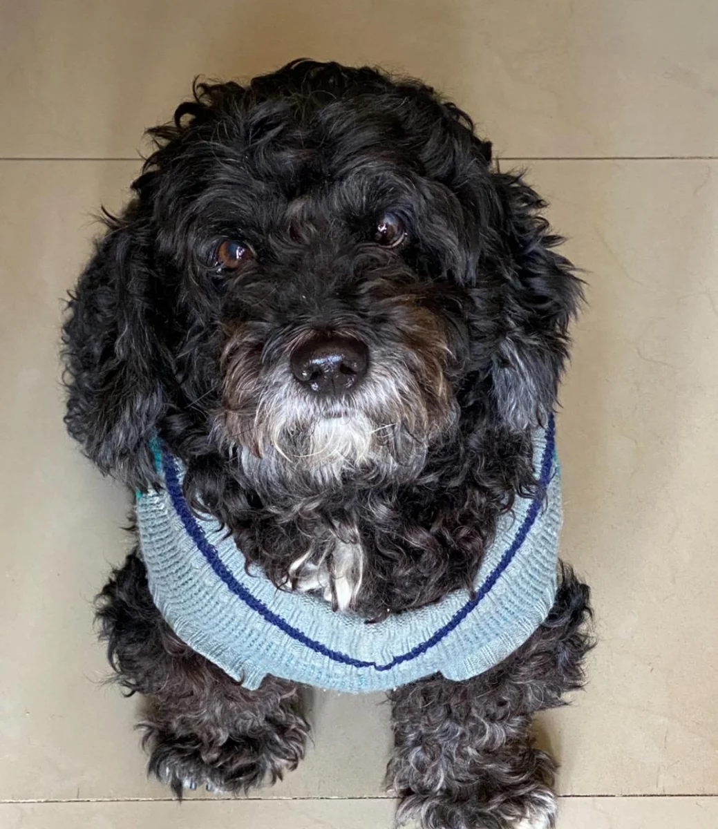 Foto de Charro con microchip 990000012837682