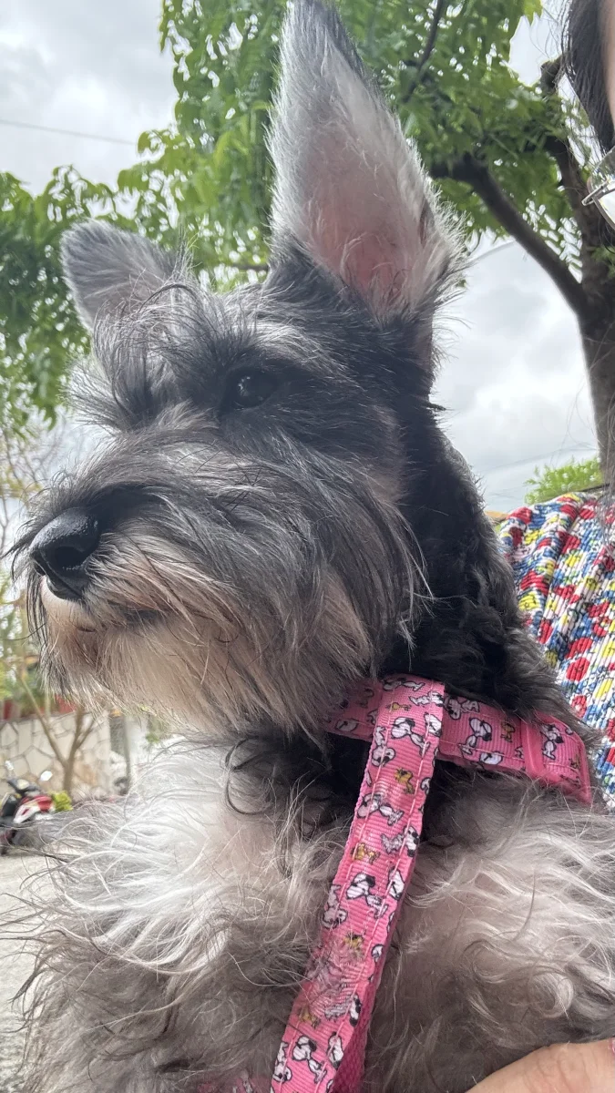 Foto de Daisy con microchip 990000012841343