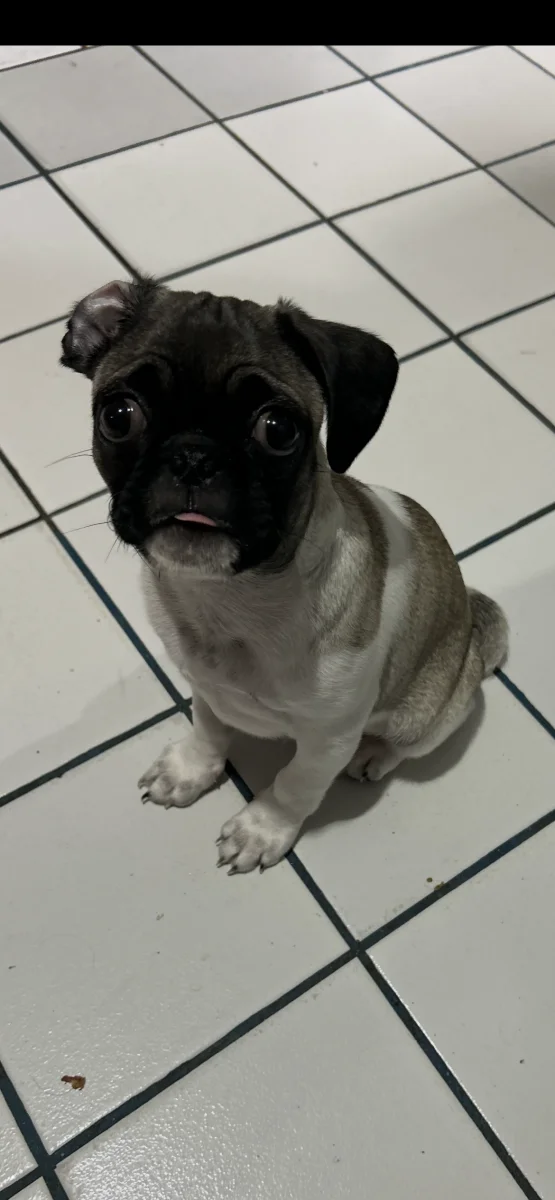 Foto de Mateo saucedo con microchip 990000012838115