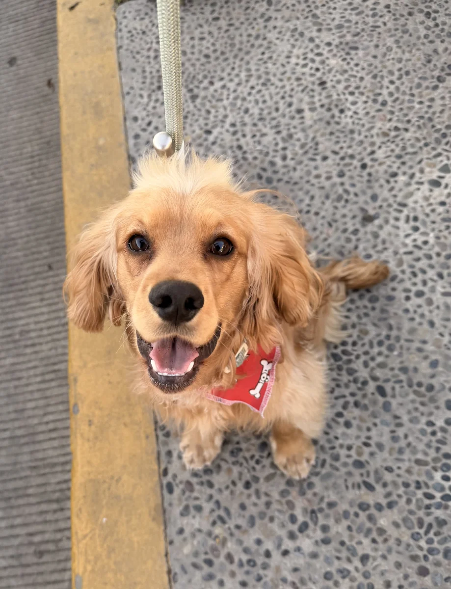 Foto de Zeus con microchip 900263007594462