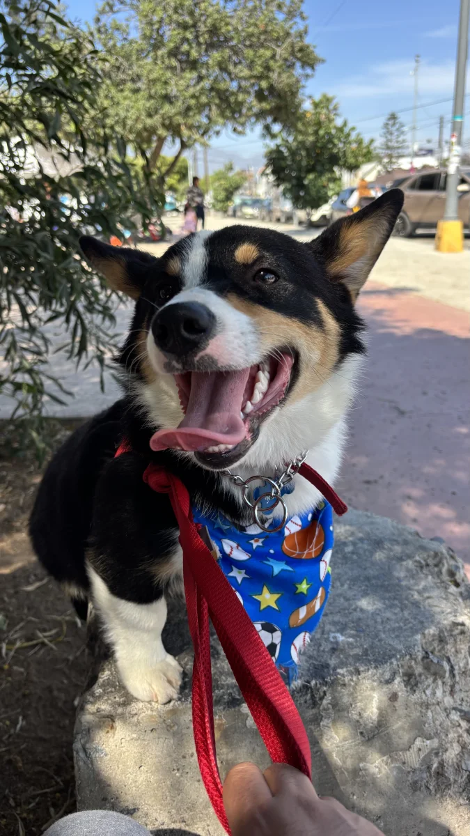 Foto de Milo con microchip 990000012839129