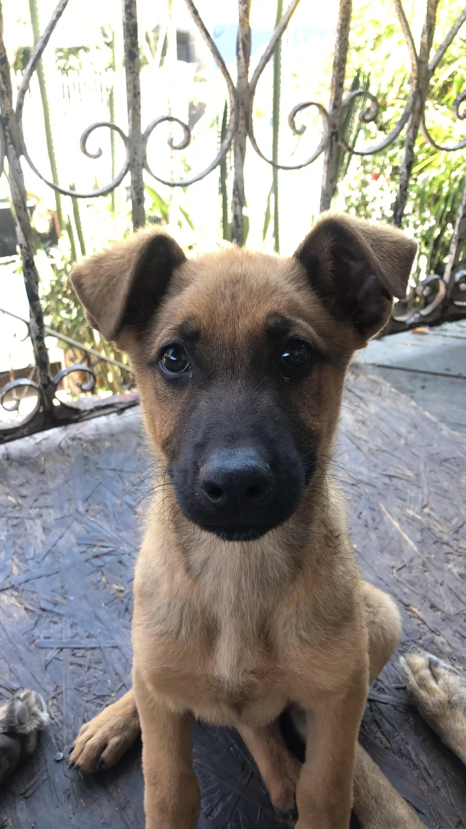 Foto de Rocko con microchip 990000014537818