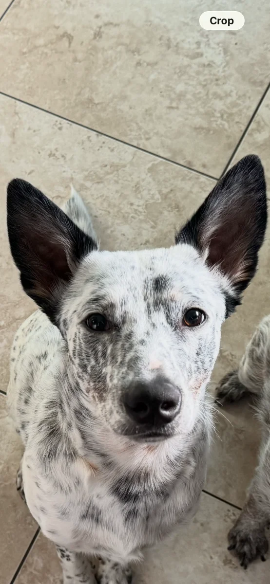 Foto de Kenobi con microchip 990000012833214
