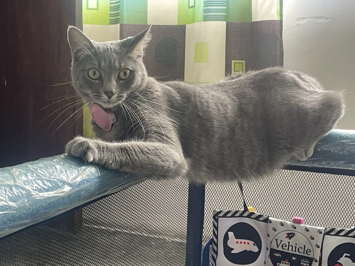 Foto de Miski con microchip 990000014773772