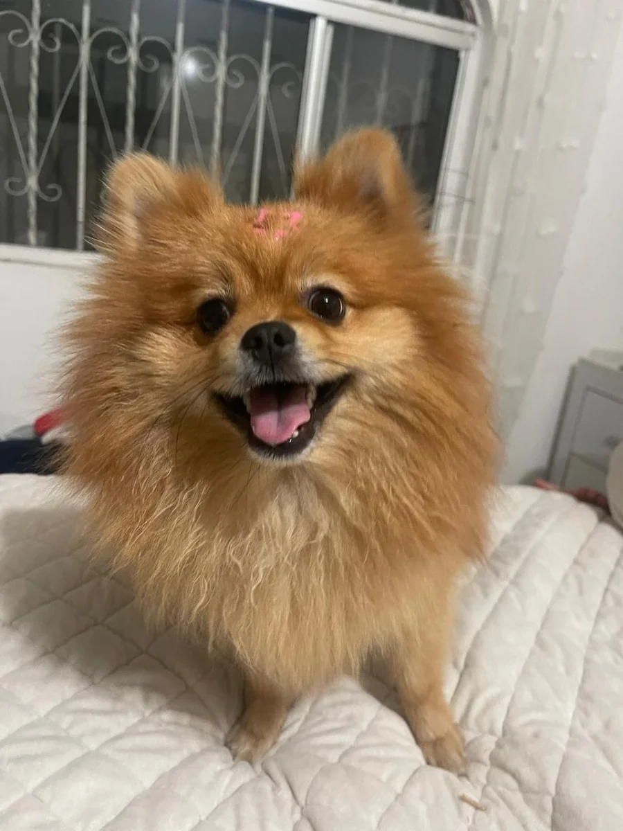 Mascota