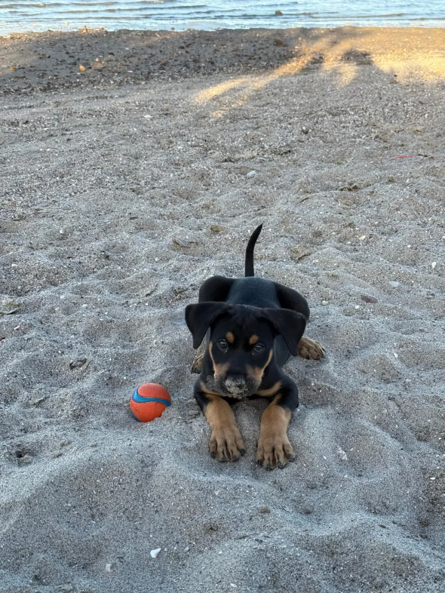 Foto de Chico con microchip 990000012842702