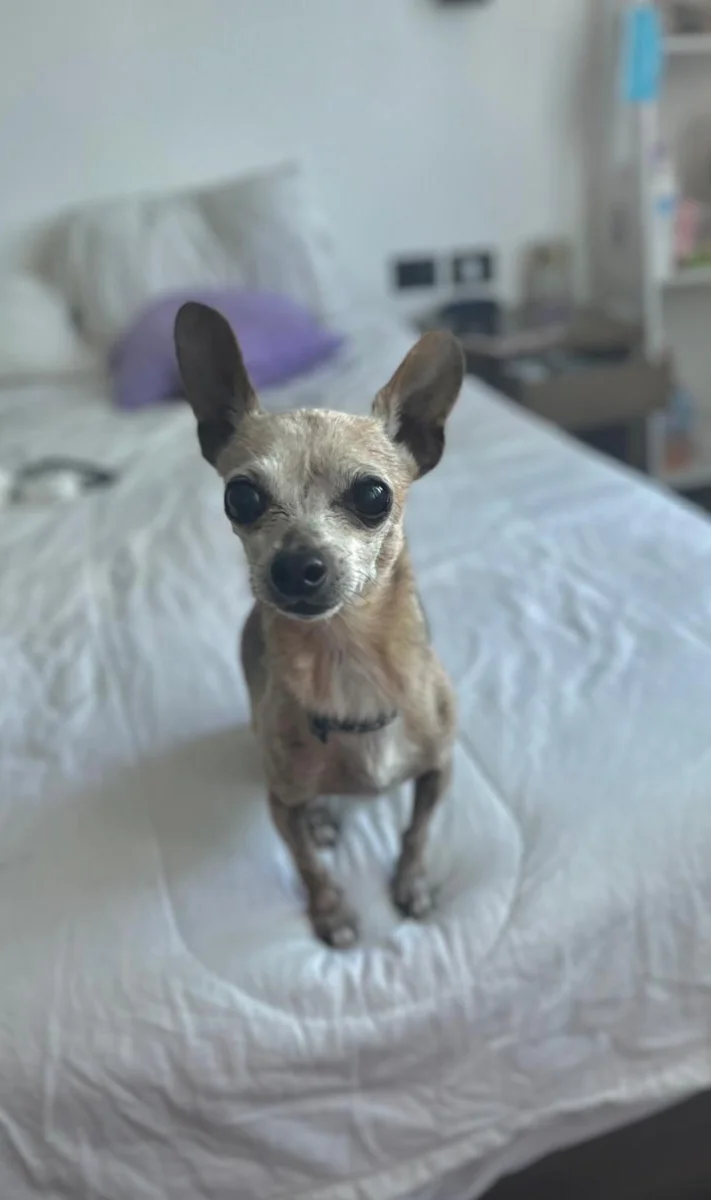 Foto de Bruno con microchip 990000014780430