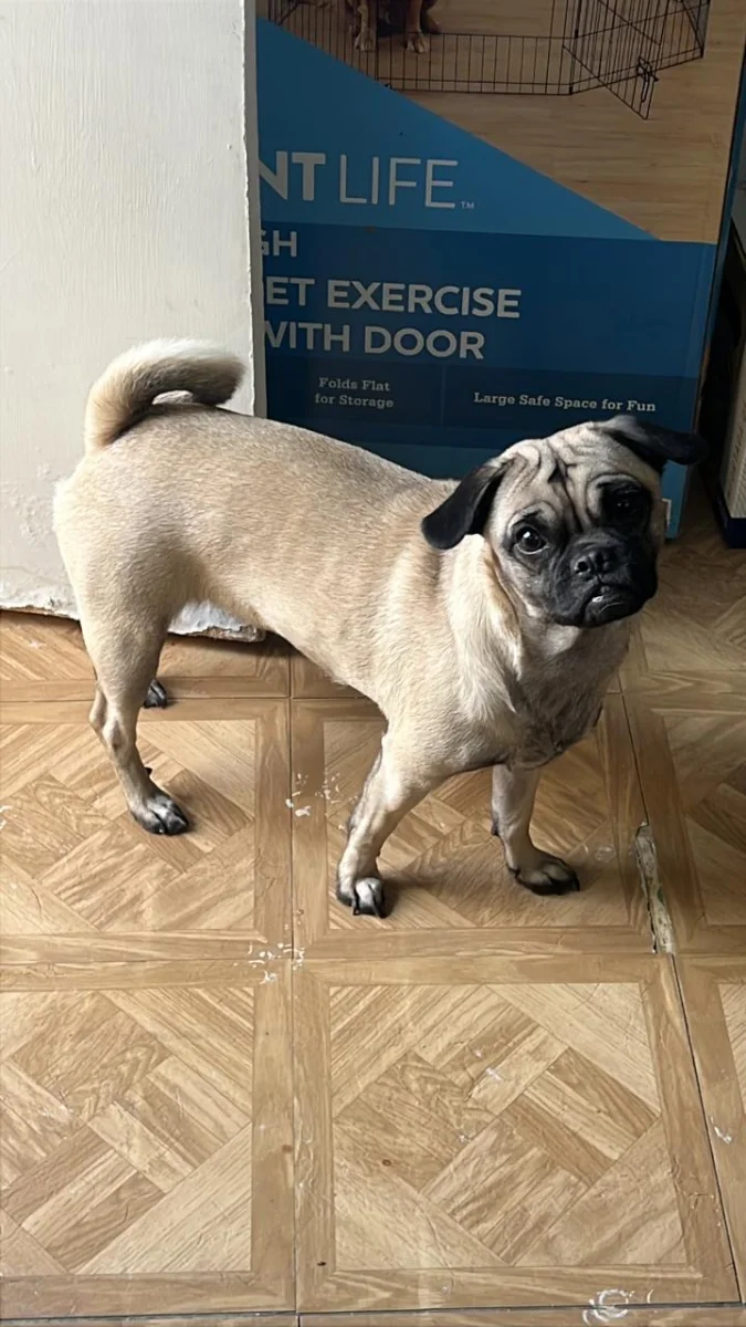 Foto de Ambar con microchip 990000014782868