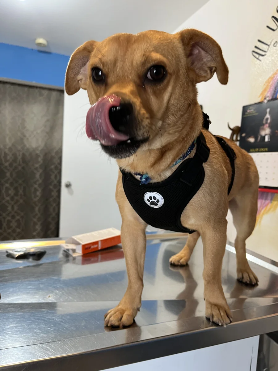 Foto de Pedrito con microchip 990000014164051