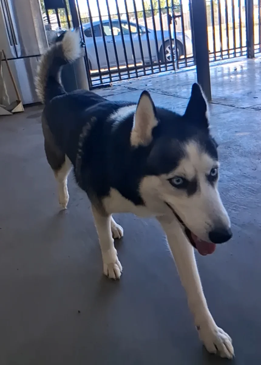Foto de Kitana con microchip 990000014771835