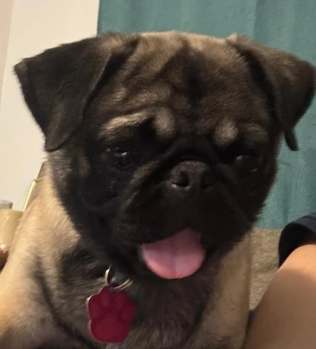 Foto de bella con microchip 990000012834599