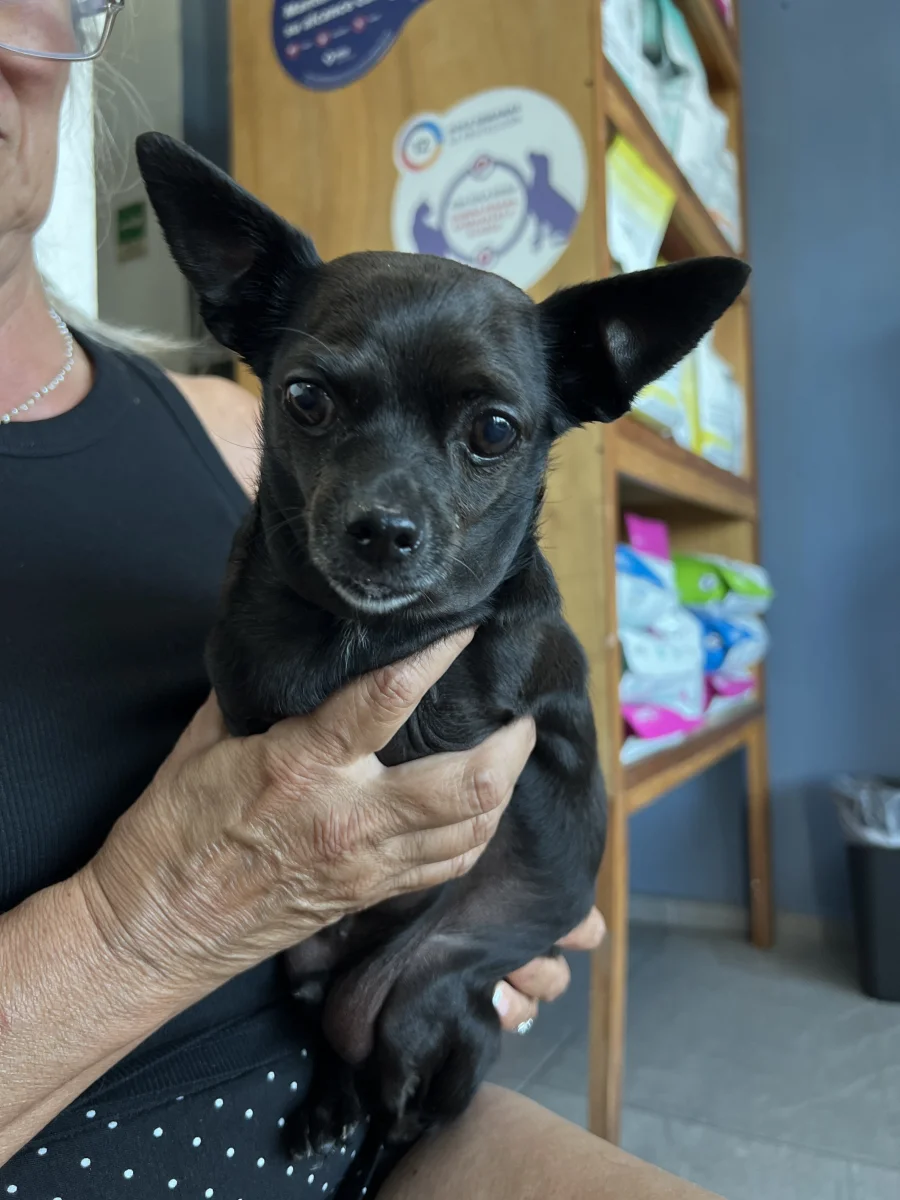 Foto de Nacho con microchip 990000012847848