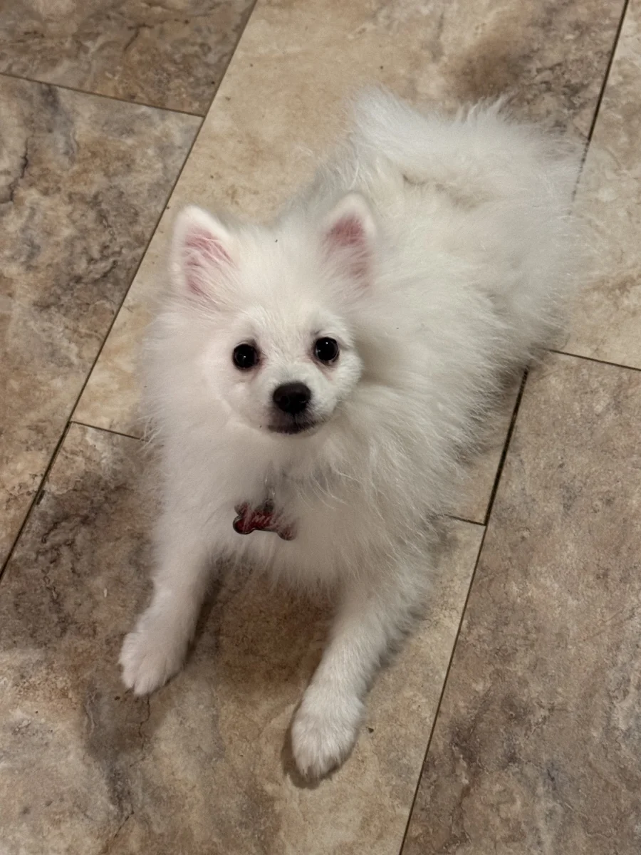 Foto de Milo con microchip 990000014778476