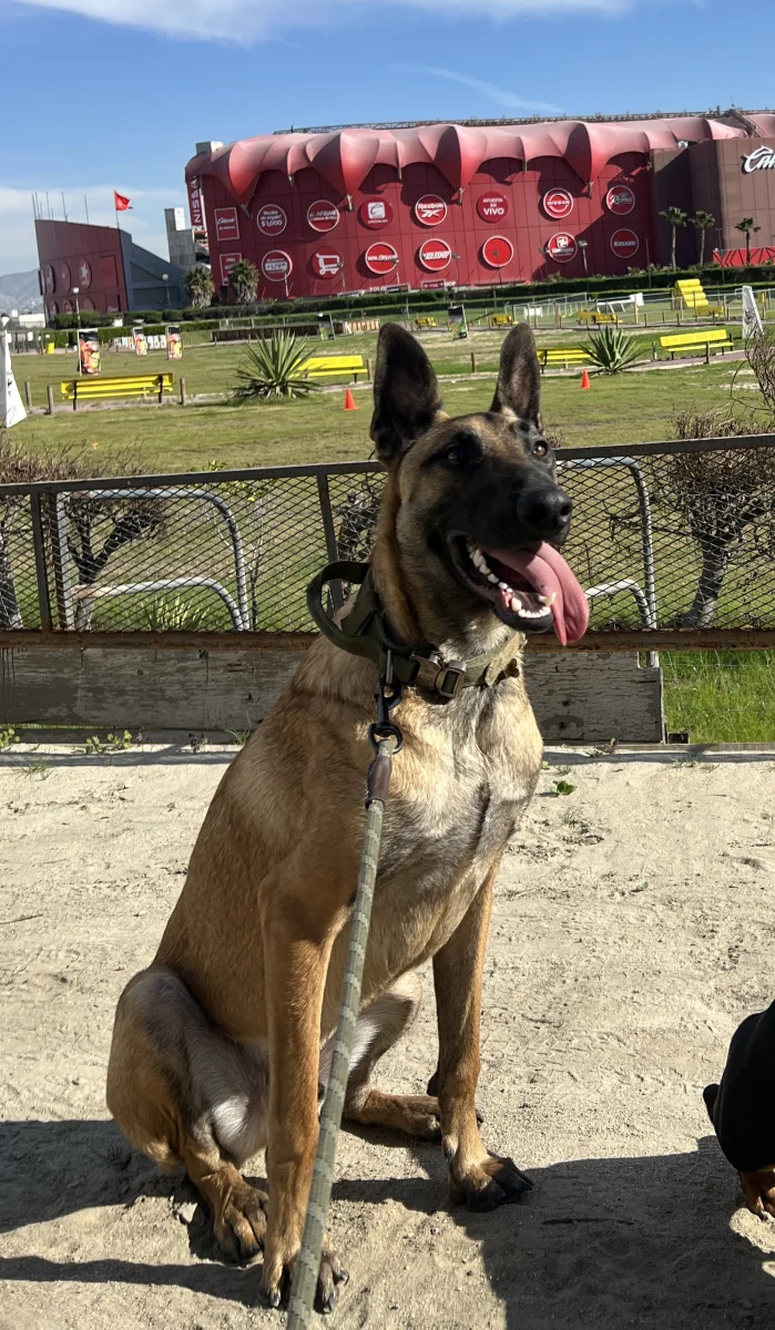 Foto de LUFFY con microchip 990000014538530