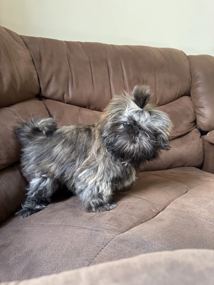 Foto de Chuy con microchip 990000014774053