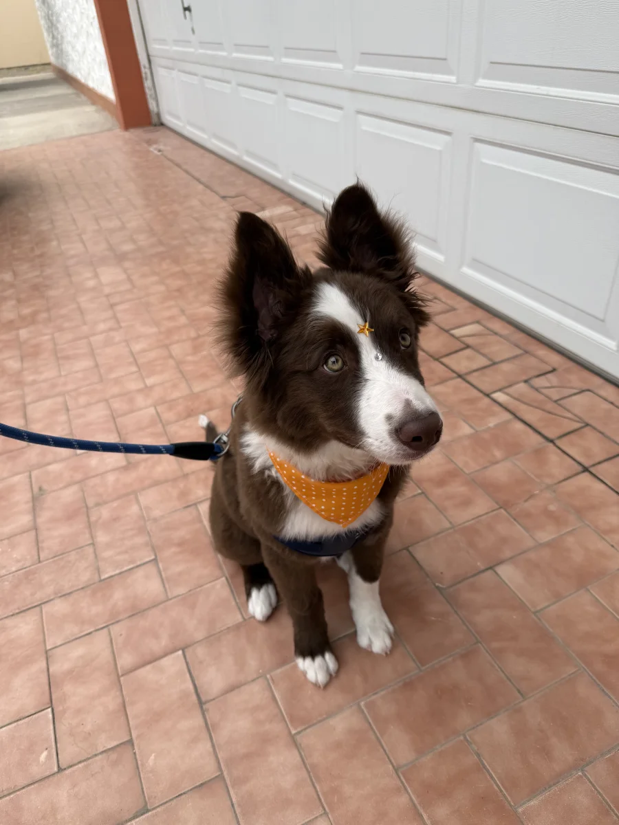 Foto de Camilo con microchip 990000014775046
