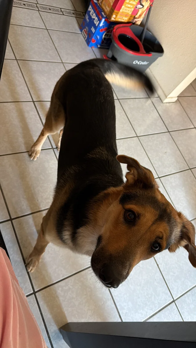Foto de Deysi Tapia con microchip 990000014164429