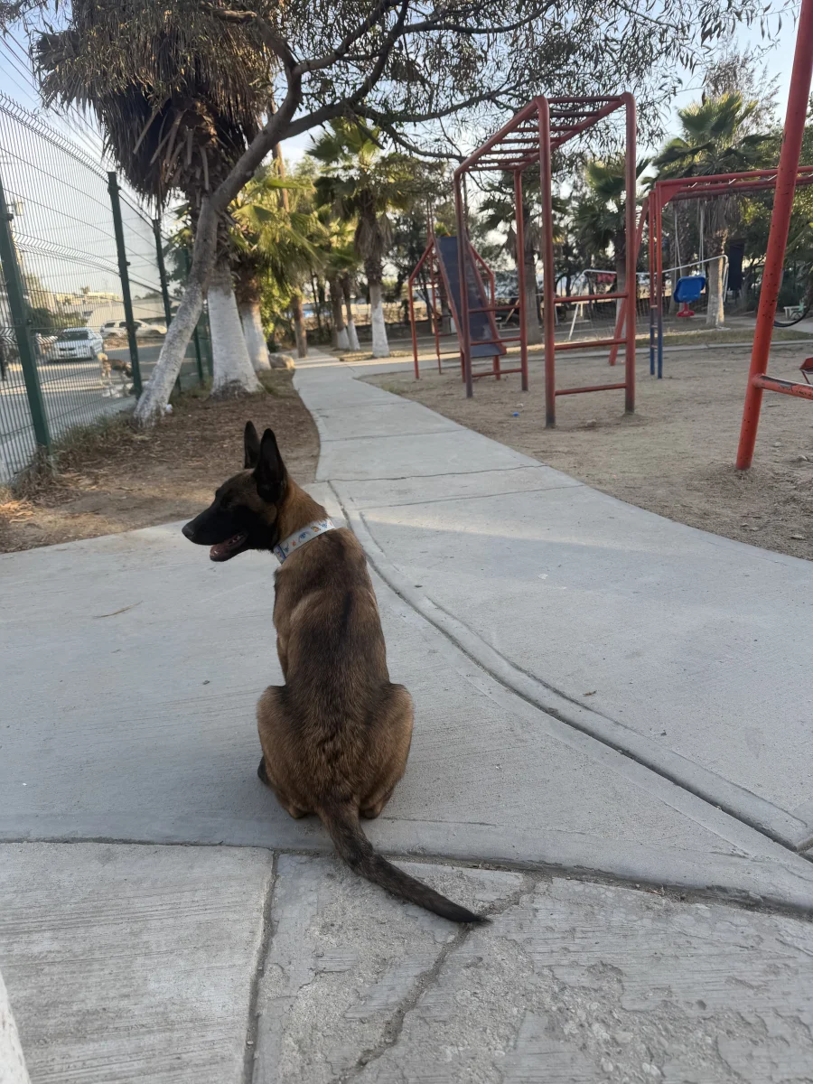 Foto de Oddie con microchip 990000014780220
