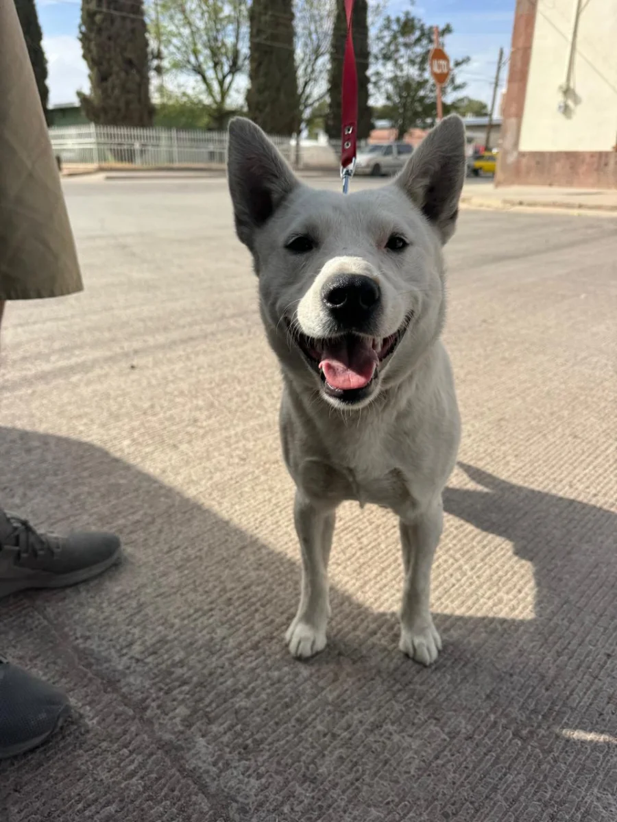 Foto de PALOMO con microchip 990000012842799