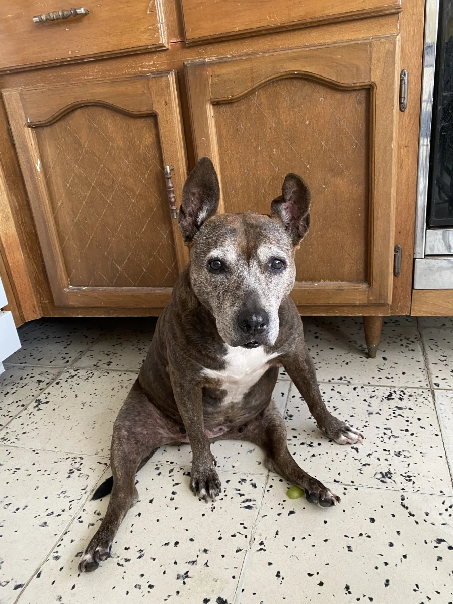 Foto de Tara con microchip 990000014537138