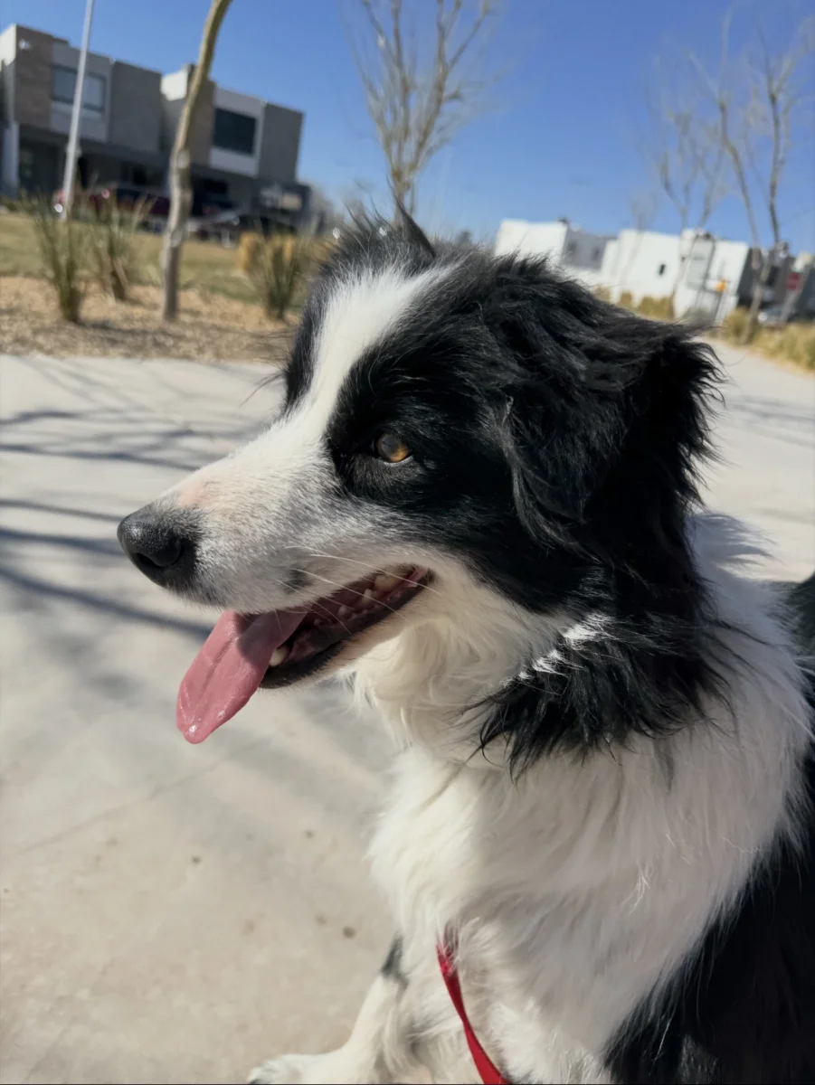Foto de MAYA con microchip 990000014773585