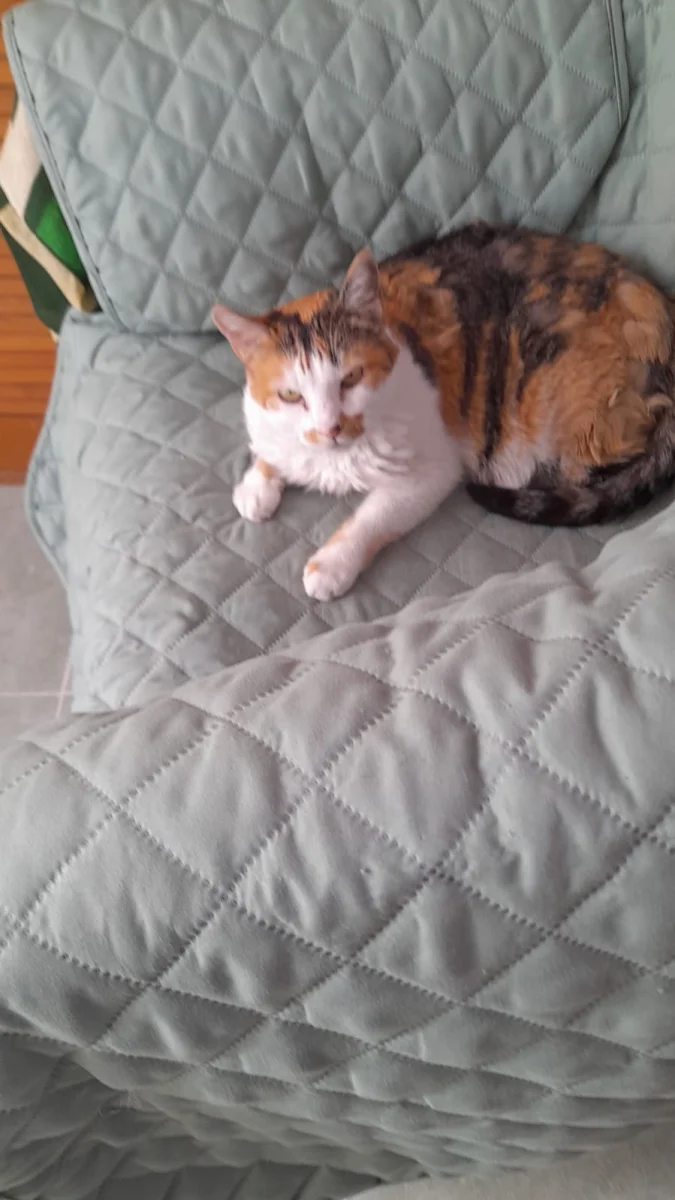 Foto de Rita con microchip 990000015537405