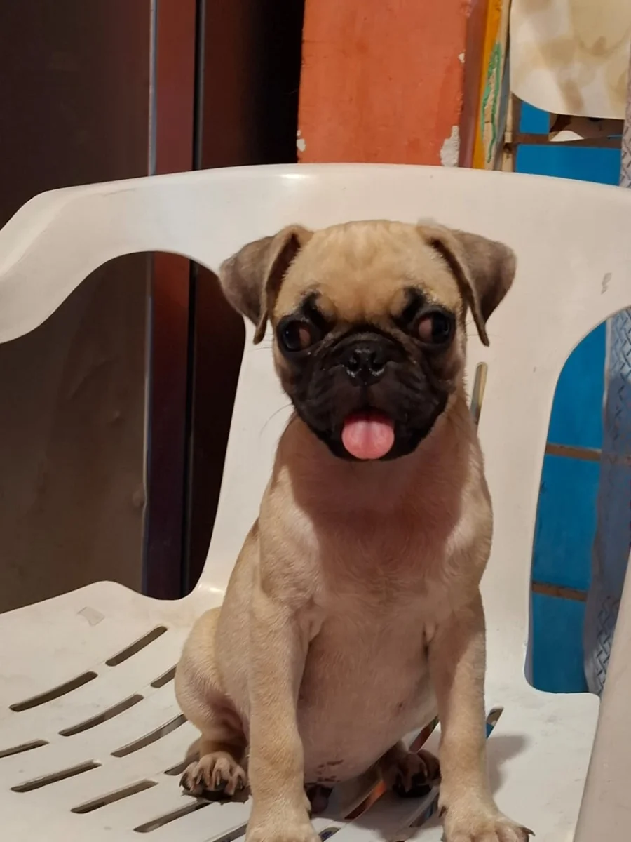 Mascota