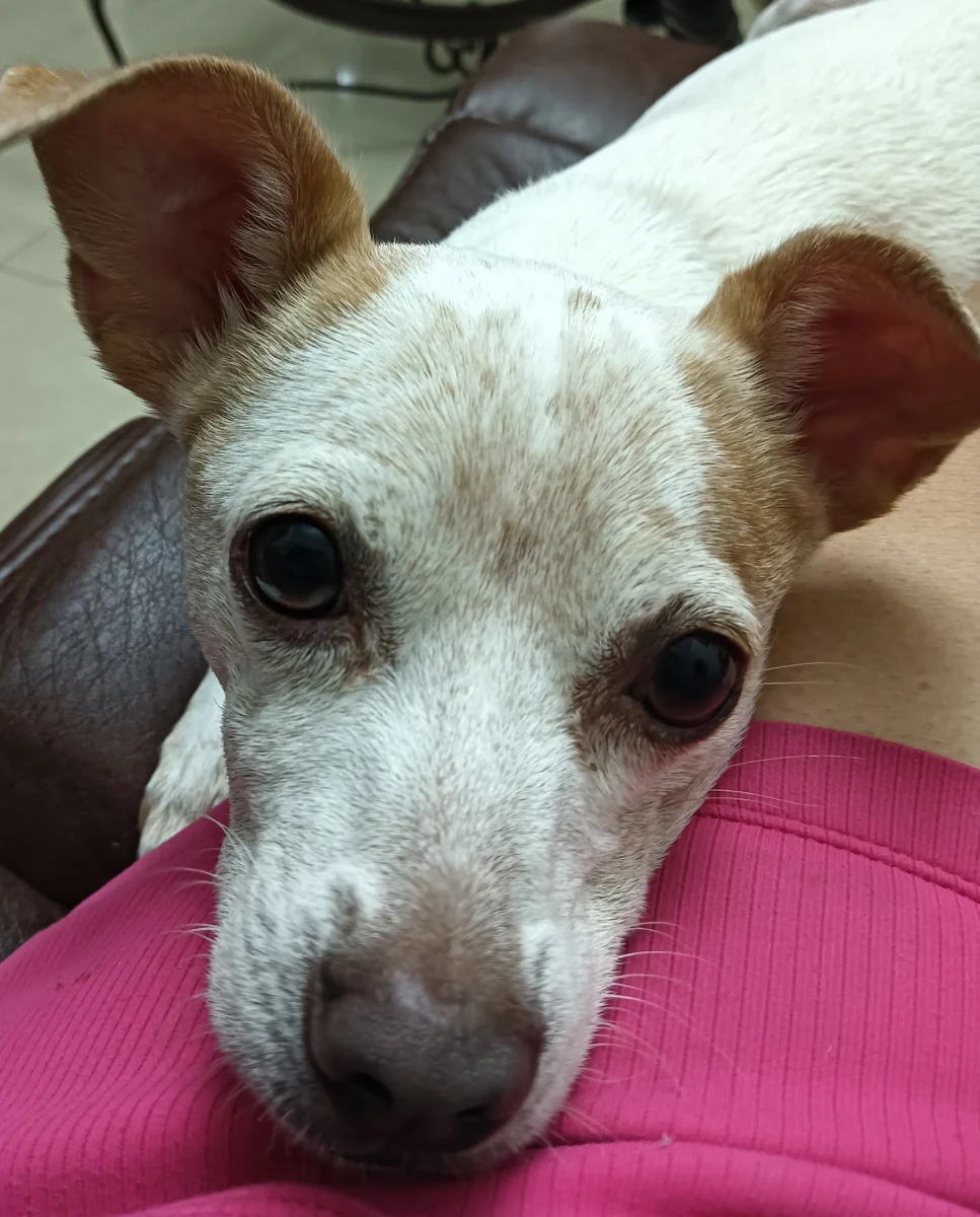 Foto de Rocko con microchip 990000014782701
