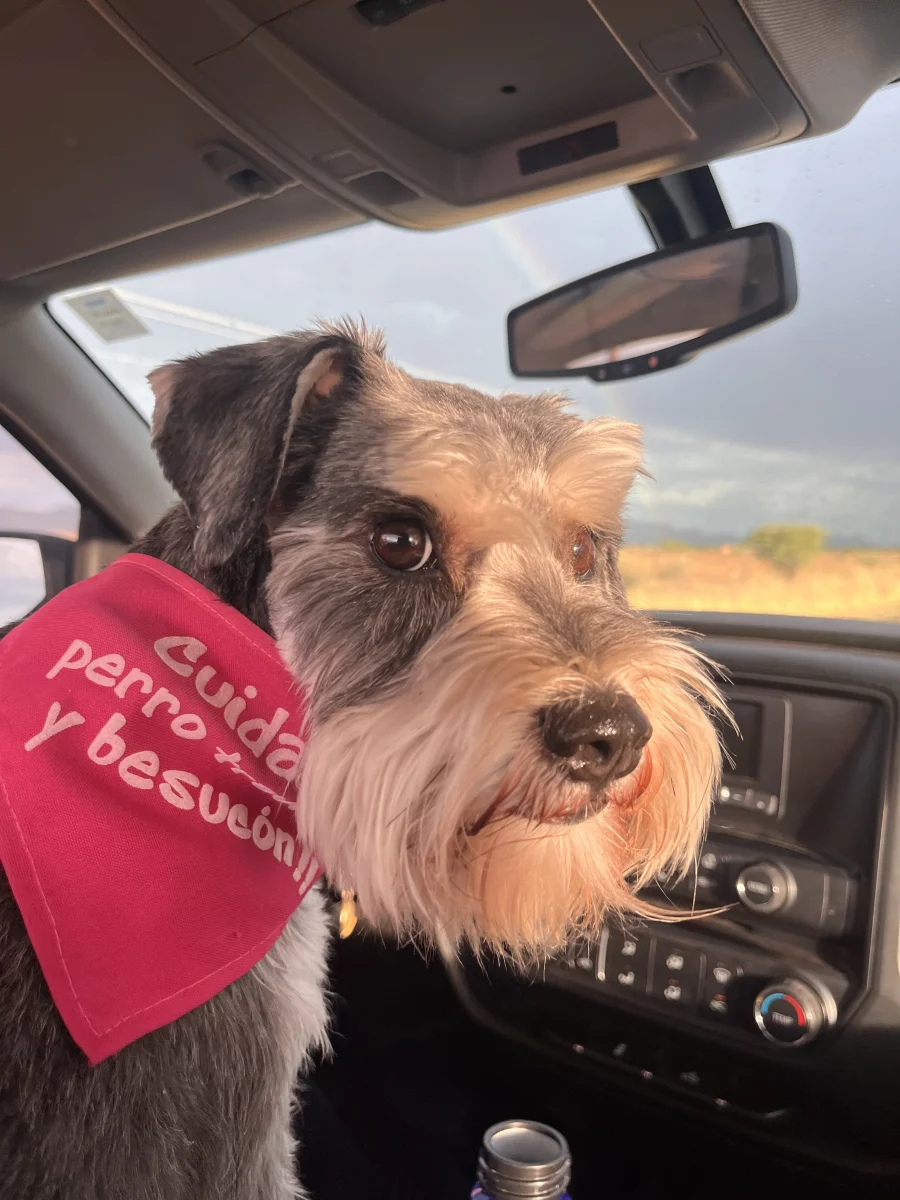 Foto de Pepper con microchip 990000012836305