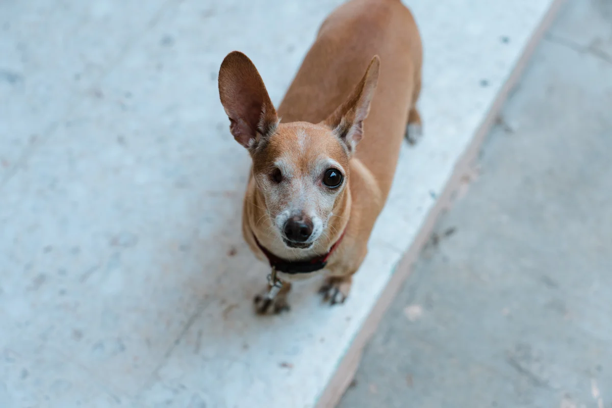 Foto de MARGARITO con microchip 990000014781058