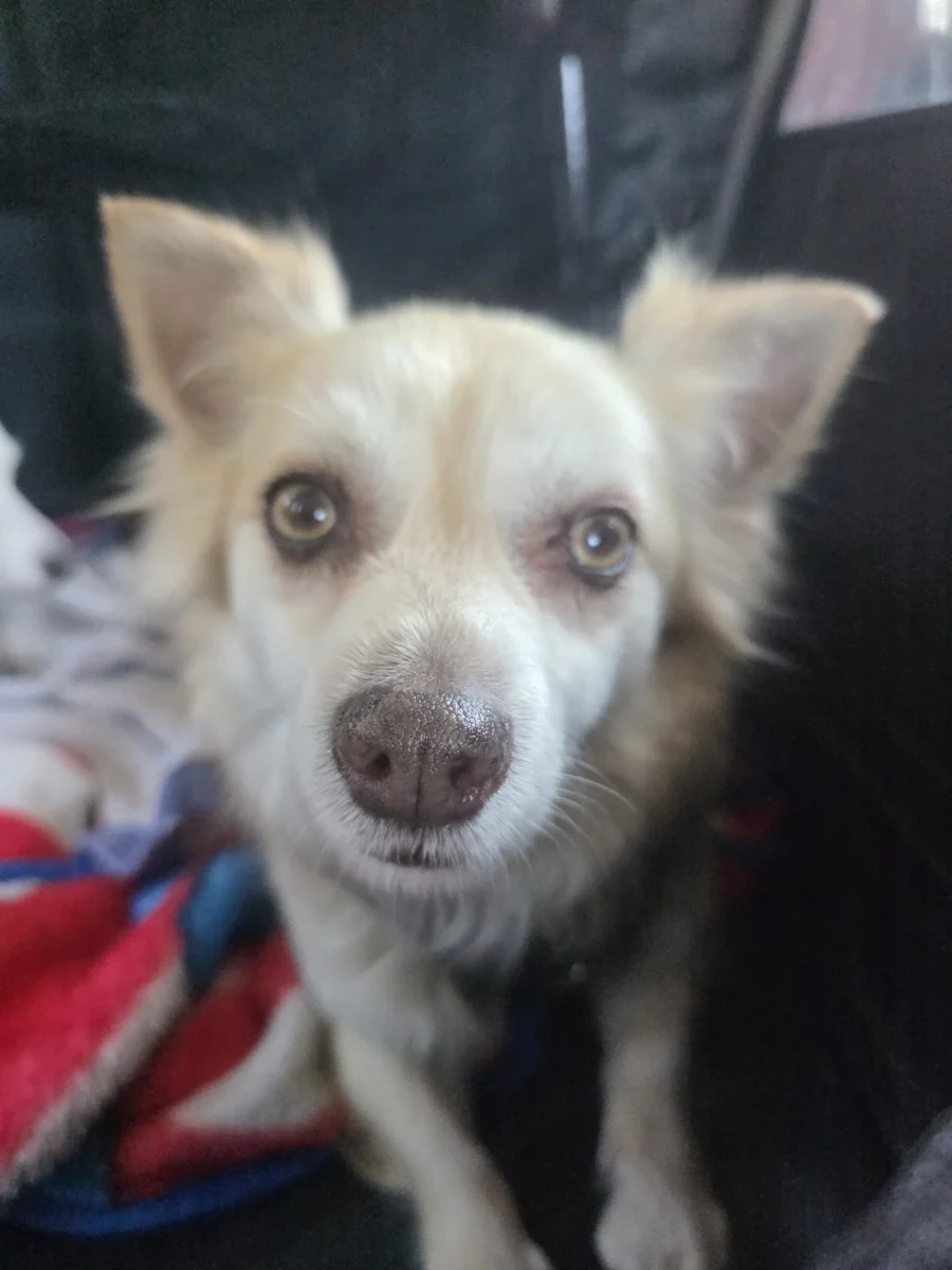 Foto de Luke con microchip 990000014164008