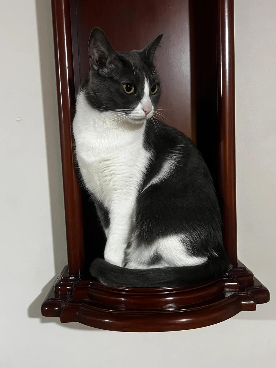 Foto de Cherry con microchip 990000014776781