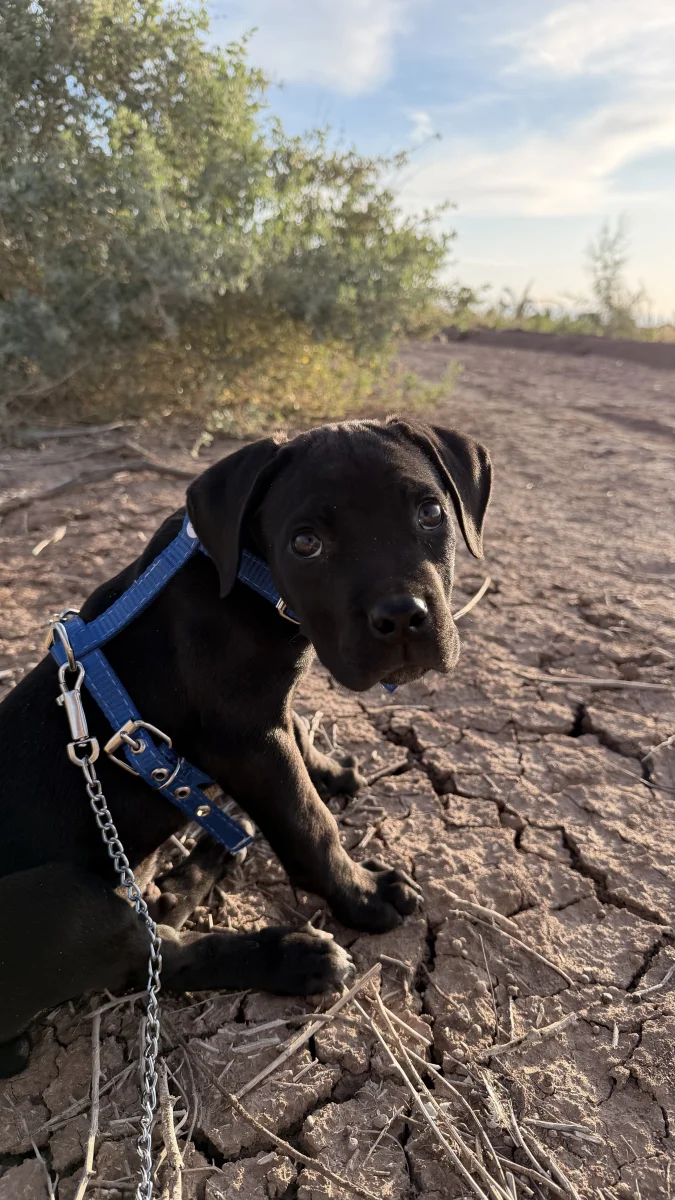 Foto de Baloo con microchip 990000014778247