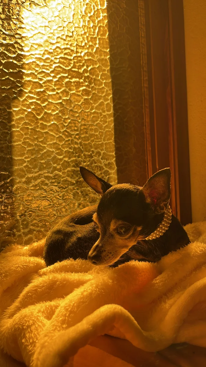 Foto de Zavana González con microchip 990000012849745